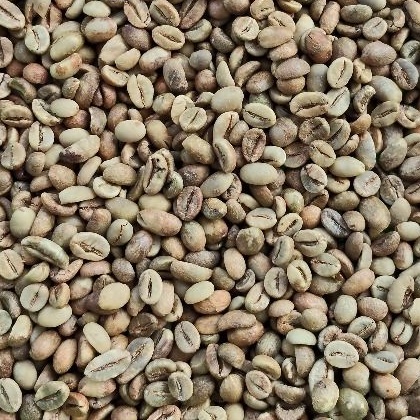 Robusta Lampung Grade 2 ELB (Extra Large Bean)